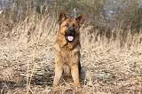 BERGER ALLEMAND 984